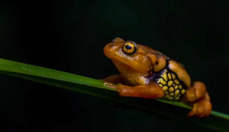 fly catcher adventures herping tour at munnar hills