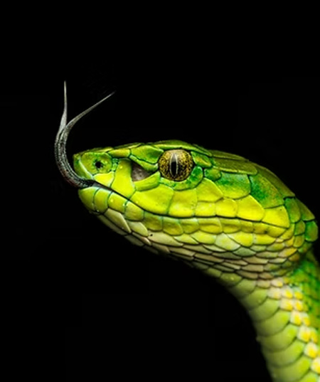 fly catcher adventures herping tour at munnar wildlife