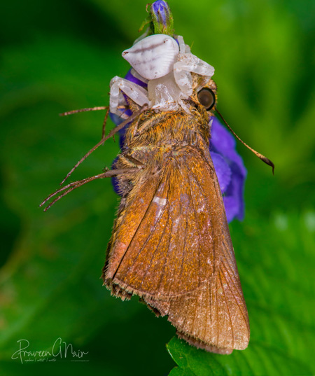 fly catcher adventures macro photography tour