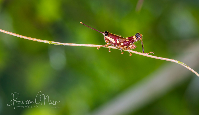 fly catcher adventures macro photography tour